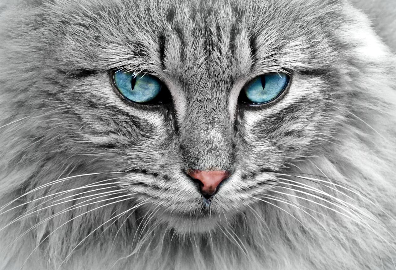 Services Stunning close-up of a grey cat with mesmerizing blue eyes, highlighting its fur and whiskers.