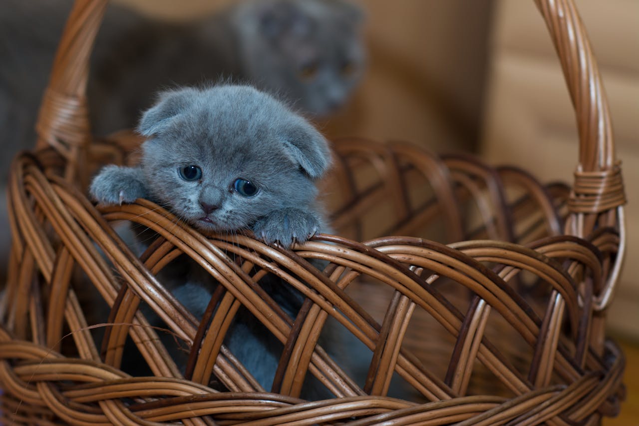 Services Adorable grey kitten peeking out of a wicker basket indoors. Perfect for cute animal lovers.